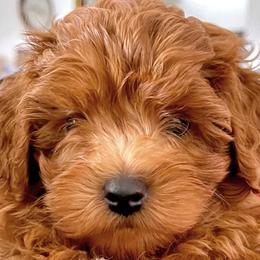 Cavapoos and Goldendoodles from Goldendoodles Utah| All sizes| Erda, Utah