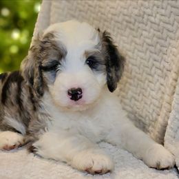 Topaz - Merle male Bernedoodle puppy in Shelton, Washington from NW Bernedoodles of Washington