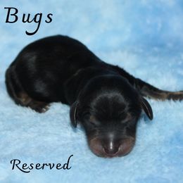 Boy 3 - Black and tan Dachshund puppy in Paris, Texas from Kuttin’ Up Mini Aussies