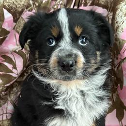 Wynter - Black tri-color female Australian Shepherd puppy in Quaker City, Ohio from Wagon Wheel Aussies and Corgi’s