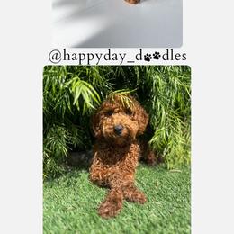 Goldendoodle Puppies from Happy Day Doodles