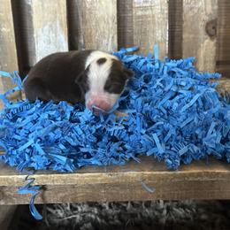 RTM1 - Red tri male Miniature Australian Shepherd puppy in Lexington, Nebraska from Osborne's Aussies