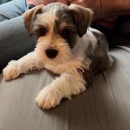 Bug - Miniature Schnauzer