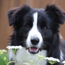 Border Collies and Brittanys from AK's Border Collies and Brittanys
