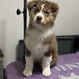 Lightning - Red tri-color male Australian Shepherd puppy in Augusta, Georgia from Incendia Aussies & Dobies