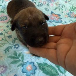 Anga - Sable female Working Dog Cross puppy in Sheridan, Arkansas from Dark Sky Kennels