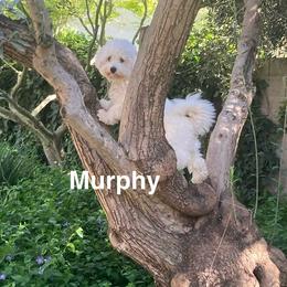 Coton de Tulear puppies from Gidget Cotons - ACC