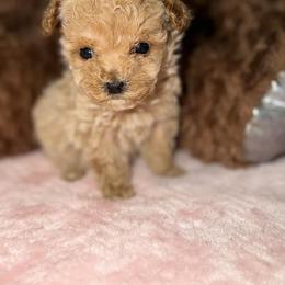 Honey (tiny girl) - Apricot female Maltipoo puppy in San Diego, California from Maltipoos SD