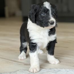 Boy 2 - White and black male Bordoodle puppy in Shelton, Washington from Prophecy Kennels