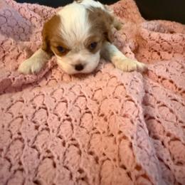 Jessica - Blenheim female Cavalier King Charles Spaniel puppy in Athens, Georgia from Sandy Cross Kennels