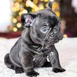 Bethlehem- affectionately known as Hemmie - Brindle male French Bulldog puppy in Fort Atkinson, Wisconsin from Bishop Bullyz