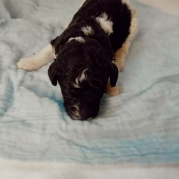 Poodle Puppies from Simplicity Poodles