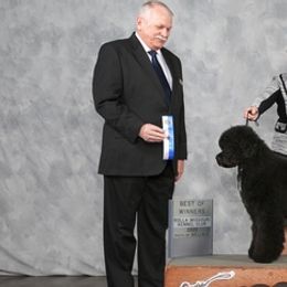 Portuguese Water Dogs from Marquis Portuguese Water Dogs