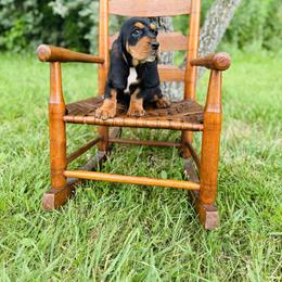 Basset Hound Puppies from Central Kentucky Basset Hounds