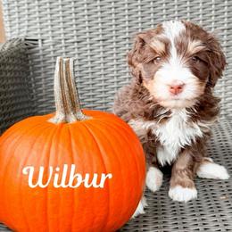 Wilbur (Red boy) - Tri-color male Bernedoodle puppy in Boiling Springs, South Carolina from OlliePups, LLC