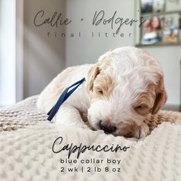 Cappuccino - Parti male Goldendoodle puppy in Tacoma, Washington from Peninsula Doodles
