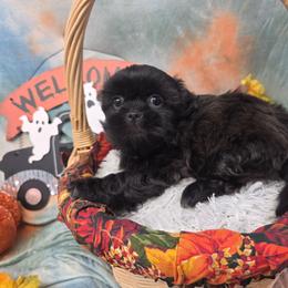 Jack - Black male Shih Tzu puppy in Green Bay, Wisconsin from Kim's Shih Tzus