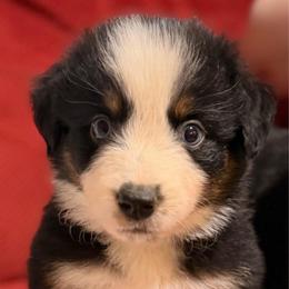 Dora - Black tri-color female Australian Shepherd puppy in Lynnville, Indiana from Moonlightaussies