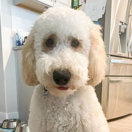 Double Doodles from Amy’s Double Doodles