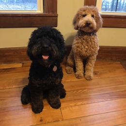 Goldendoodle Puppies from KandE Doodles