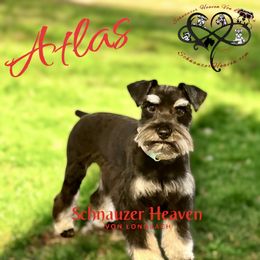 Atticus AKC - Black and silver male Miniature Schnauzer puppy in Pelzer, South Carolina from Schnauzer Heaven Von Longbach