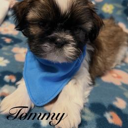 Tommy - Gold and white male Shih Tzu puppy in Hemet, California from Aloha Shih Tzu
