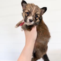 Amy - Pink (Fluffy with tail) - Sable female Pembroke Welsh Corgi puppy in Milan, Georgia from Williams’ Welsh Corgis LLC