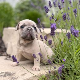 Abby - Blue fawn female French Bulldog puppy in Hudsonville, Michigan from Willow Farm