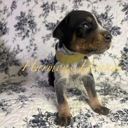 Jewel - Blue ticked and tan female Bluetick Coonhound puppy in Mount Pleasant, Texas from Harmons Hounds