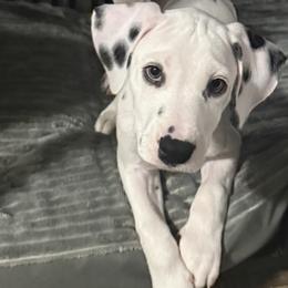 Bluey - White and black male Dalmatian puppy in Hastings, Florida from Love My Spotty Dalmatians