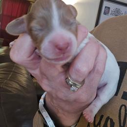 Ghost (3000 limited AKC) - Piebald male Dachshund puppy in Eldon, Missouri from Pure Joy Dachshunds
