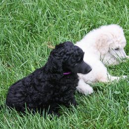 Poodle Puppies from Wispynook Poodles