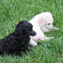 Poodle Puppies from Wispynook Poodles