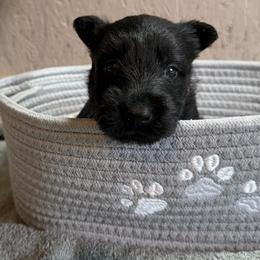 Grey collar girl - Black female Scottish Terrier puppy in Nickelsville, Virginia from Pecan Creek
