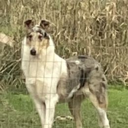Atticus - Collie