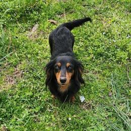Lil Bit - Dachshund