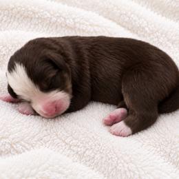 Gillian - female Australian Mountain Doodle puppy in Savannah, Missouri from Rose Creek Mini Aussies and doodles