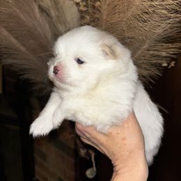 Frost - Cream parti male Pomeranian puppy in Odessa, Texas from Cherry's Poms