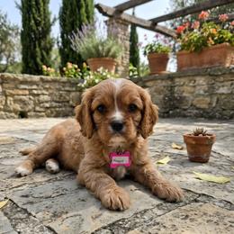 Maggie x Maxwell - Ruby female Cavalier King Charles Spaniel puppy in Pennsylvania from Julie's Cavalier King Charles Spaniels