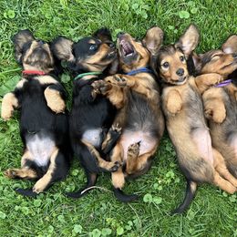 Dachshund Puppies from Miniature Dreams Dachshunds