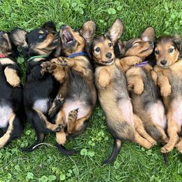 Dachshund Puppies from Miniature Dreams Dachshunds