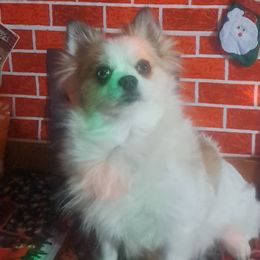 SASSY - Pomeranian
