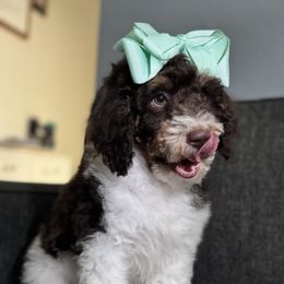 Aussiedoodle, Bernedoodle, Goldendoodle, and Poodle Puppies from Vallevistadoodles