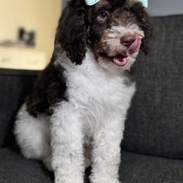 Aussiedoodle, Bernedoodle, Goldendoodle, and Poodle Puppies from Vallevistadoodles