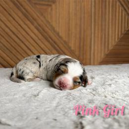 Pink Girl - Merle female Bernedoodle puppy in Modesto, California from Two Doods Doodles