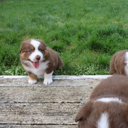 Australian Shepherd Puppies from Starlit Grove Australian Shepherds