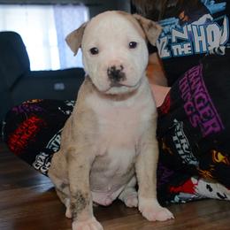 Creel - male Alapaha Blue Blood Bulldog puppy in Walbridge, Ohio from United Alapaha Bulldogs