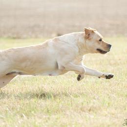 Nelly - Labrador Retriever