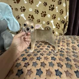 Willie  Price is on the ad - Fawn brindled black male Chihuahua puppy in Pounding  Mill, Virginia from Rosa's Chihuahuas