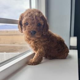 Winifred - Red  female Goldendoodle puppy in Mount Pleasant, Utah from Betty's Goldendoodles